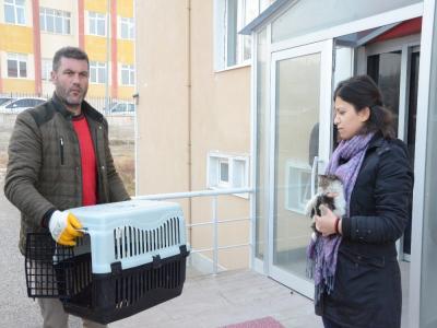 Minik kedi için seferber oldular