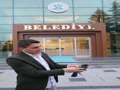 Yaralı güvercin belediyeye sığındı