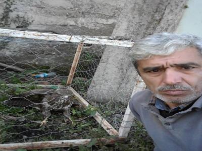 Şahini önce besledi sonra doğaya saldı
