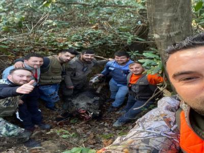 Türkeli’de 350 kiloluk domuz avlandı
