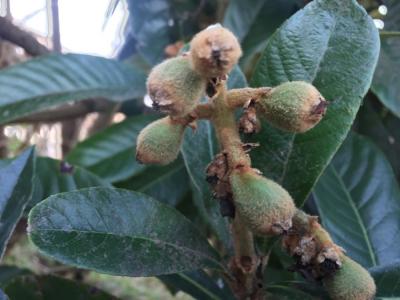 Üzüm asması kış ortasına meyve verdi
