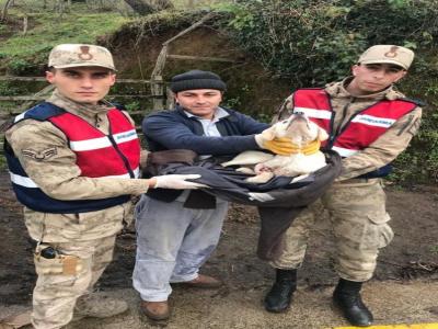 Jandarma yaralı köpeği tedavi ettirdi
