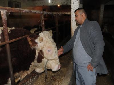 Samsun’da filmleri aratmayacak boğa kovalaması