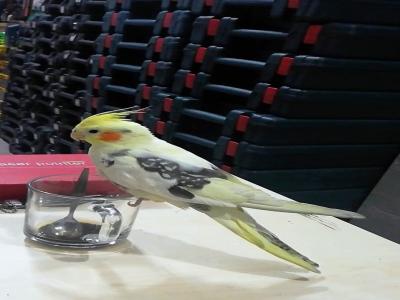 Öğrenciye papağan ödülü