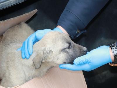 Yaralı köpeğini belediye tedavi ettirdi