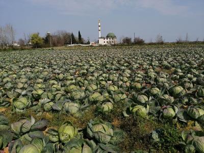 Beyaz lahana tarlada hasat bekliyor
