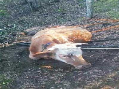 Uçurumdan yuvarlanan inek itfaiye tarafından kurtarıldı

