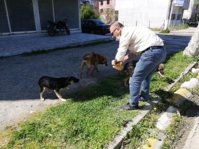 Özel izinle sokak hayvanlarını besliyorlar
