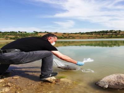 110 bin sazan Samsun göletlerine bırakıldı
