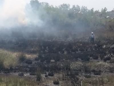 Samsun’da korkutan sazlık yangını
