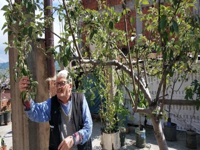 Botanik bahçesi gibi teras: 183 kök meyve var
