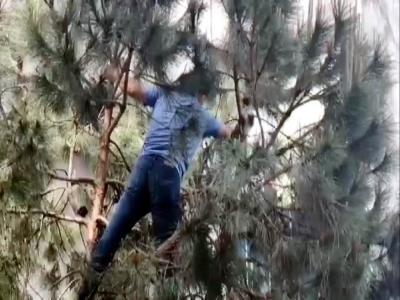Ağaçta mahsur kalan kediyi vatandaş kurtardı
