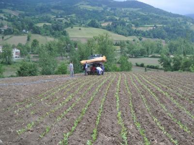 Bafra Ovası’nda tütün fidesi dikimi başladı

