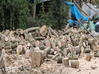 Alaçam’da 30 ton kaçak orman emvali ele geçirildi
