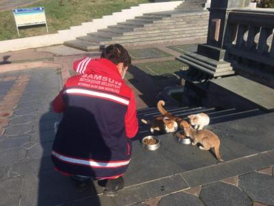 Samsun’da sokak hayvanları unutulmadı
