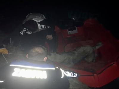 Yeşilırmak’ta mahsur kalan köpeği zabıta kurtardı
