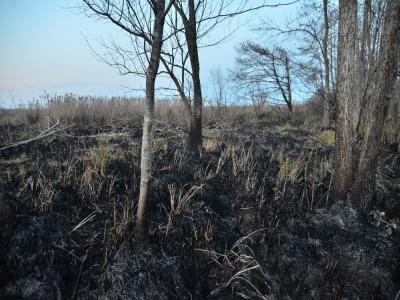 Samsun’da 4 gün süren sazlık yangını
