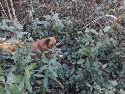 Köpeğini ezen otomobil sürücüsünden şikayetçi oldu
