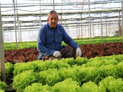 Çarşamba Ovası’nda marul yüz güldürüyor
