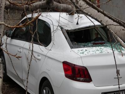 Samsun’da şiddetli rüzgarda kırılan ağaç otomobilin üzerine düştü
