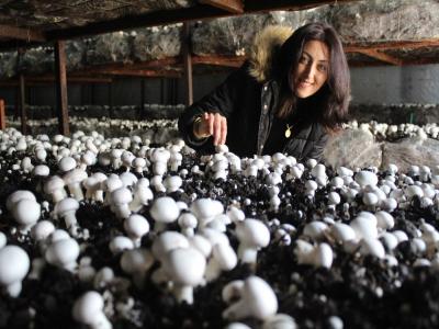 Hibeyle başladı, taleplere yetişemiyor
