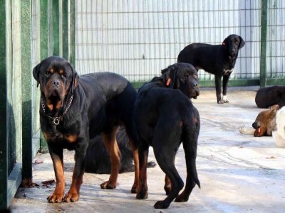 43 YASAKLI HAYVAN BULUNUYOR
