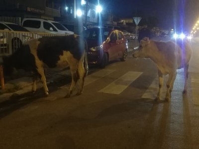 Bak sen ineğe 