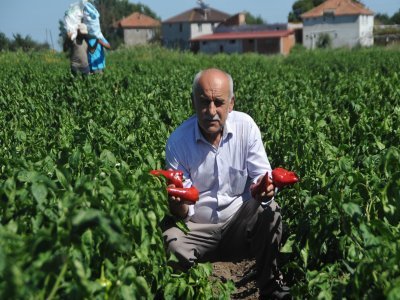 BU BİBERİN BİR TANESİ 250 GRAM  