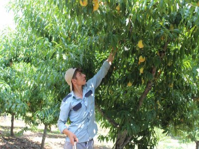 ÇARŞAMBA'DA ŞEFTALİ HASADI