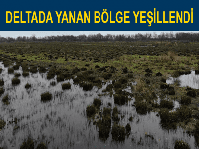 DELTADA YANAN BÖLGE YEŞİLLENDİ
