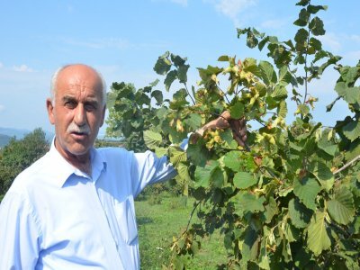FINDIK BAHÇELERİNDE ARAZİ SORUNU
