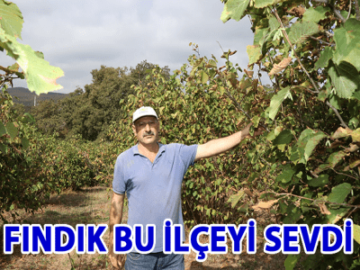  FINDIK BU İLÇEYİ SEVDİ