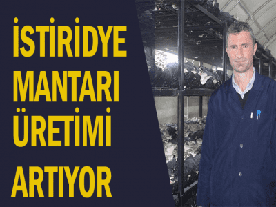 İSTİRİDYE MANTARI ÜRETİMİ ARTIYOR