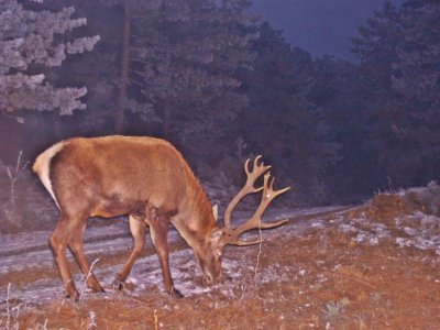 KARADENİZ'DE YABAN HAYAT FOTO KAPANDA