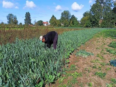 Karpuzdan zarar eden üreticinin yüzünü ıspanak güldürdü