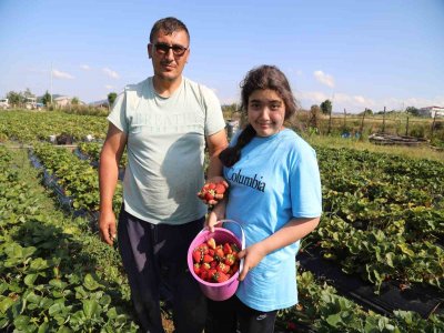 kavak çileği pazara inmeden satılıyor