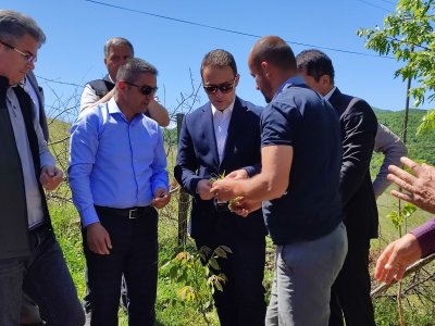 Kavak salebi marka oluyor