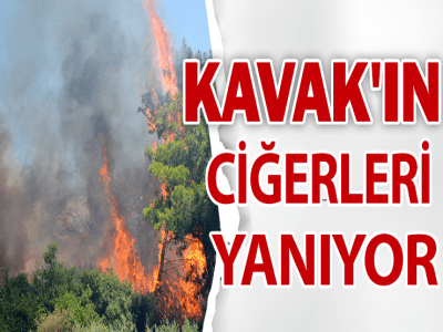 Kavak'ın ciğerleri yanıyor 