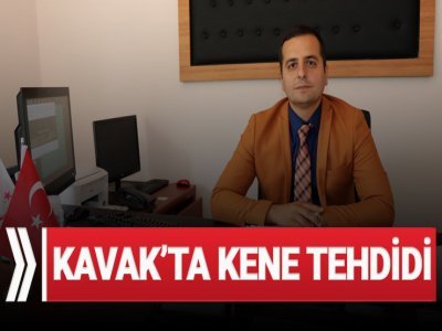  KAVAK’TA KENE TEHDİDİ  