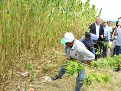 Keneviri hem üretecek hem işleyeceğiz 