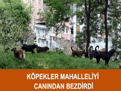 KÖPEKLER MAHALLELİYİ CANINDAN BEZDİRDİ