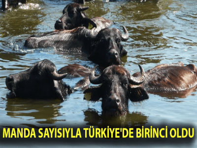 MANDA SAYISIYLA TÜRKİYE'DE BİRİNCİ OLDU