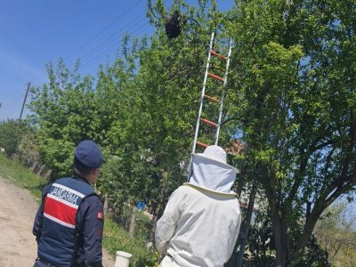 OGUL VEREN ARILARI JANDARMA İNDİRDİ