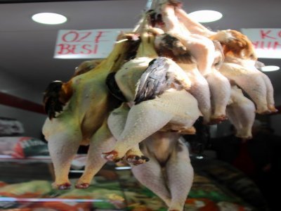 ÖNCE YUMURTA SONRA TAVUK