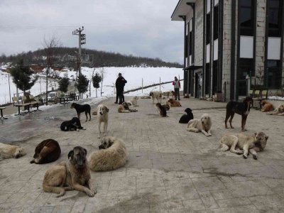 ORDU SAMSUN'A KÖPEK BIRAKIYOR