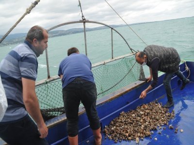 SAMSUN DENİZ SALYANGOZUNDAN 3 MİLYON DOLAR KAZANDI