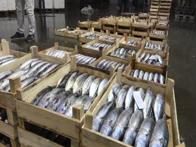 SAMSUN TÜRKİYE'YE PALAMUT GÖNDERİYOR