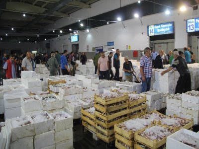 SAMSUN'DA 10 BİN TON BALIK İŞLEM GÖRDÜ