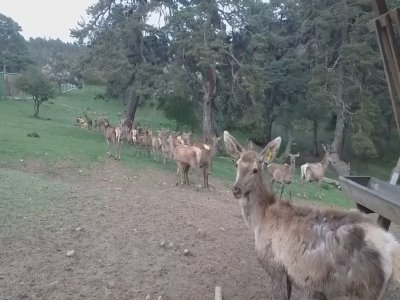 Samsun'da 12 kızıl geyik doğaya salındı