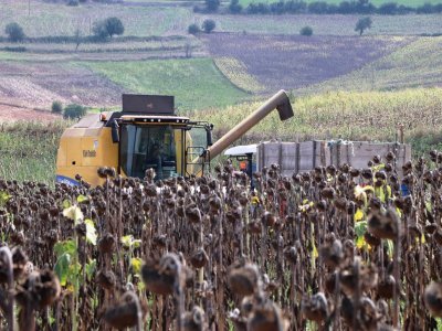 VEZİRKÖPRÜ'DE AYÇİÇEĞİ HASADI BAŞLADI
